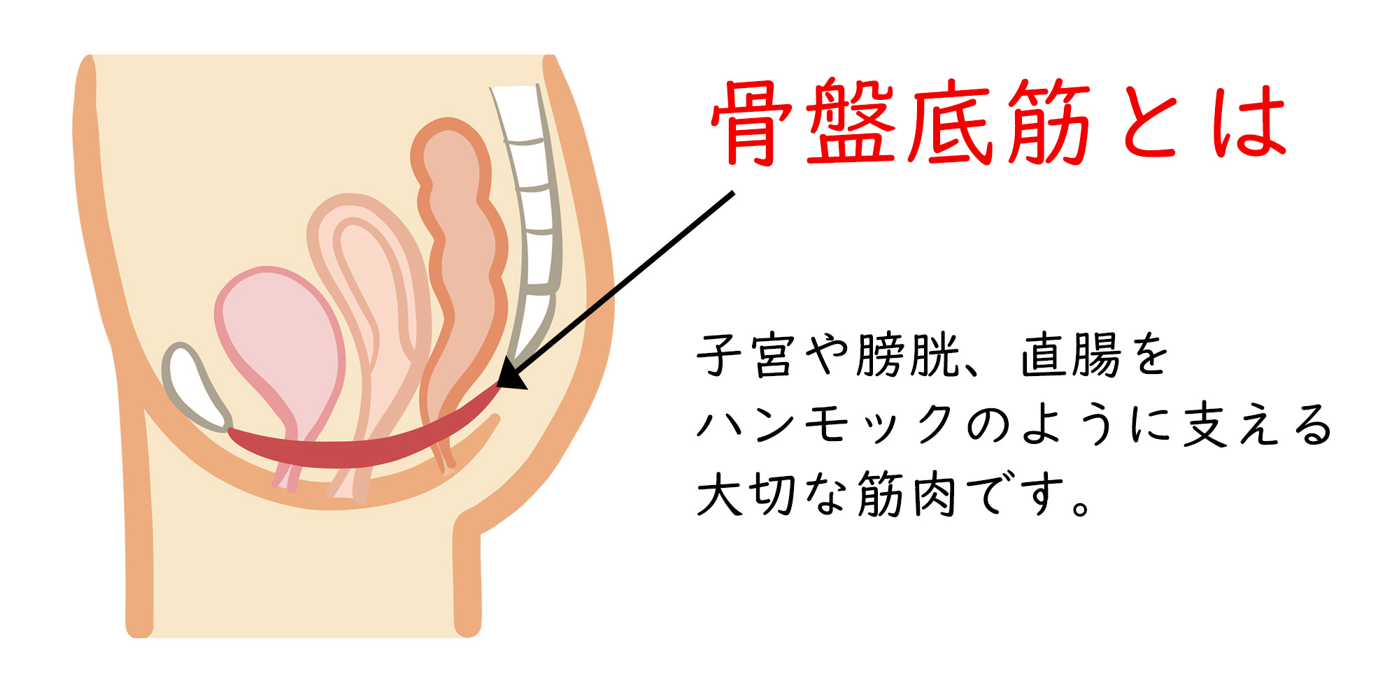 骨盤底筋とは
