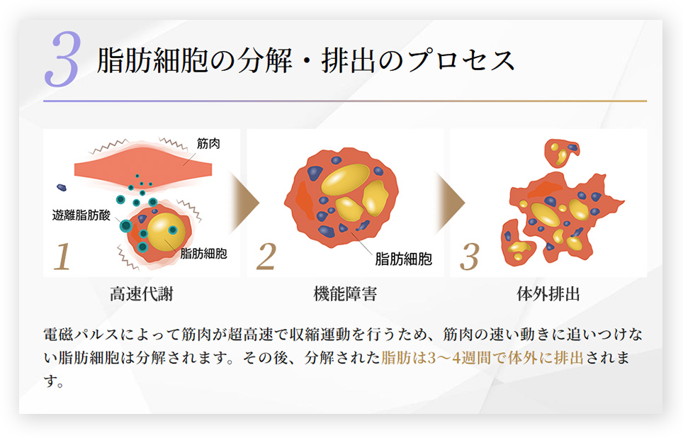 脂肪細胞の分解・排出のプロセス